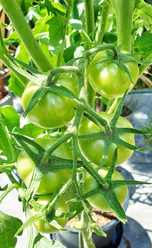 Free stock photo of fruiting tomato bush, green background, green image