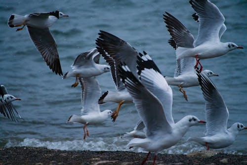 免费 動物攝影, 卡努斯, 普通海鸥 的 免费素材图片 素材图片