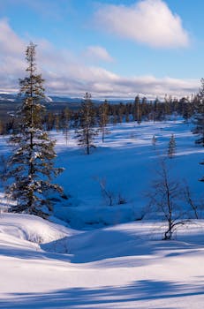 A tranquil winter scene depicting snow-covered pine trees under a clear blue sky.