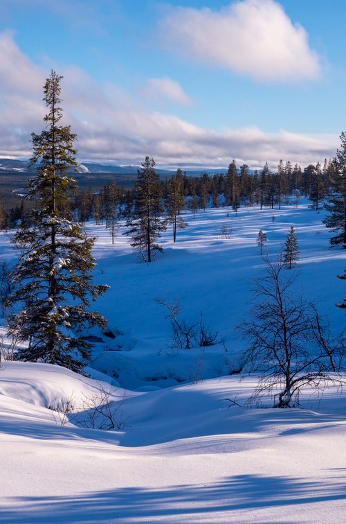 Free A tranquil winter scene depicting snow-covered pine trees under a clear blue sky. Stock Photo