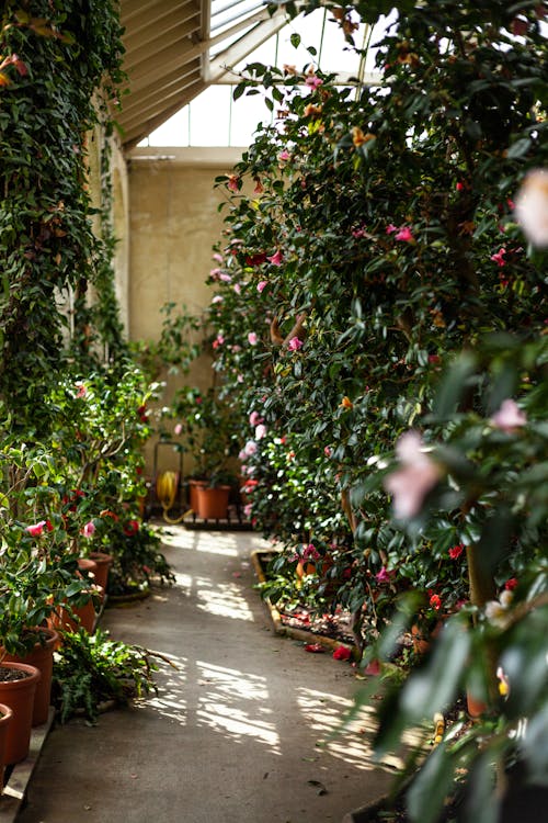 A Botanical Garden in a Greenhouse