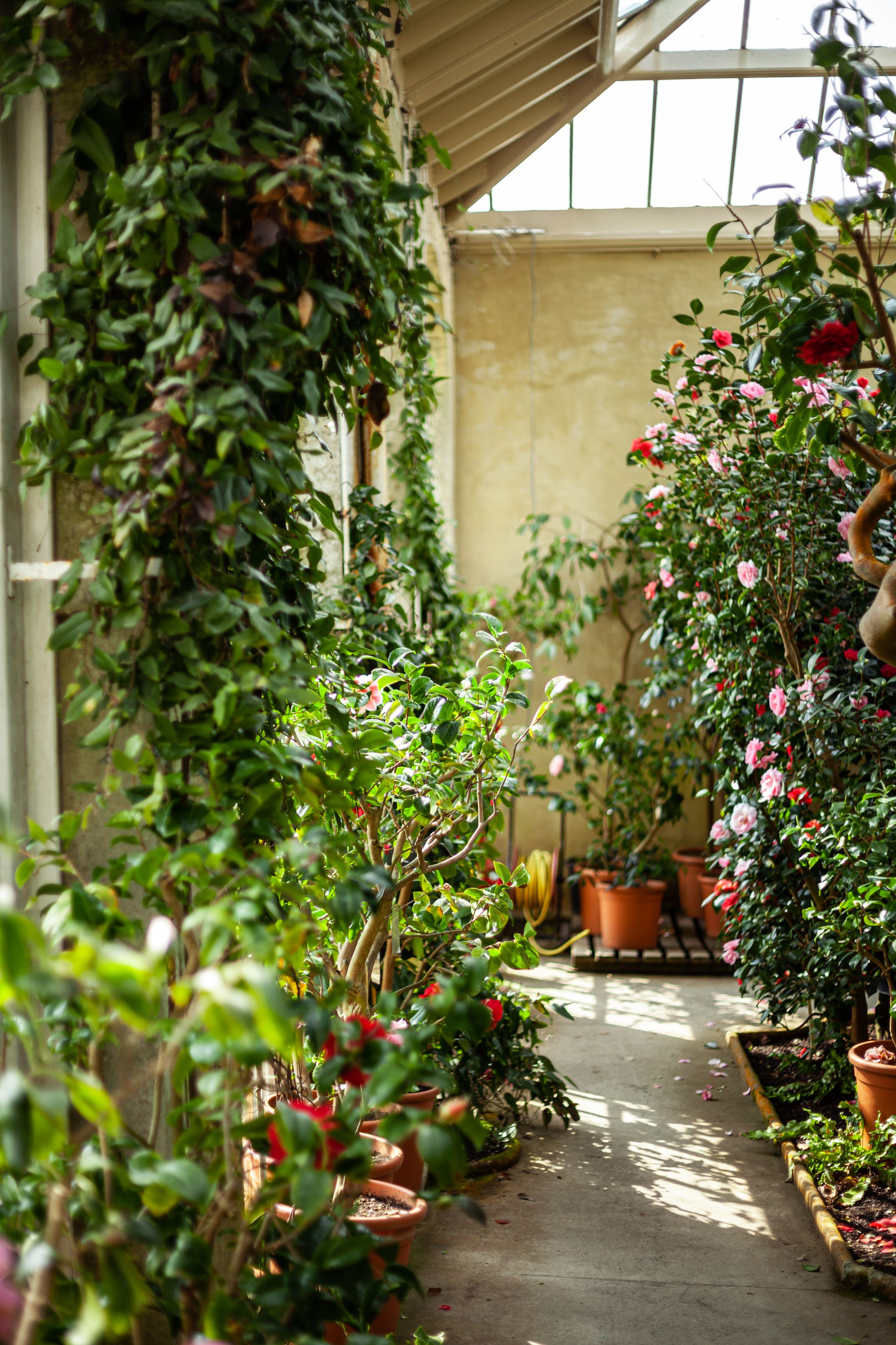 A Botanical Garden in a Greenhouse · Free Stock Photo