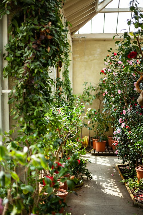 Free A Botanical Garden in a Greenhouse Stock Photo