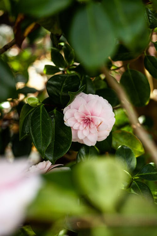 A Light Pink Camellia Flower