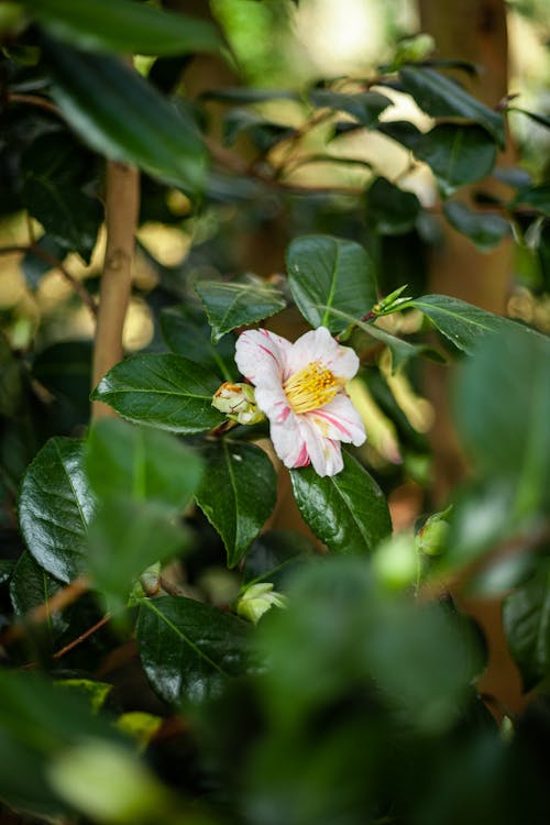 Close-Up Photo of White Flower