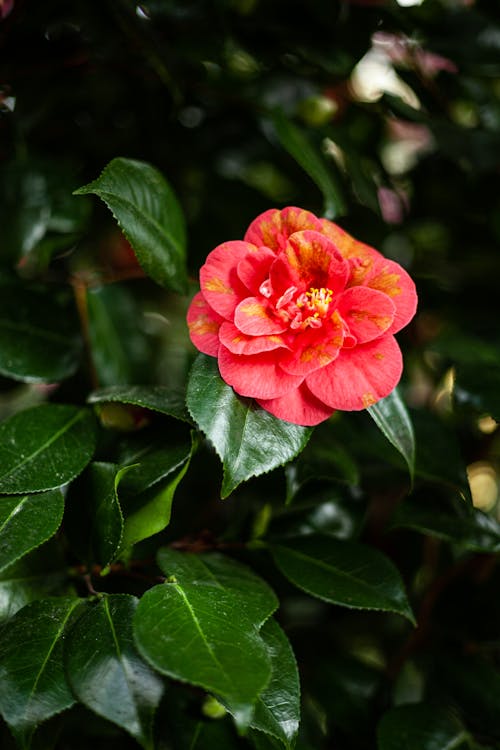 Close-Up Photo of Red Flower