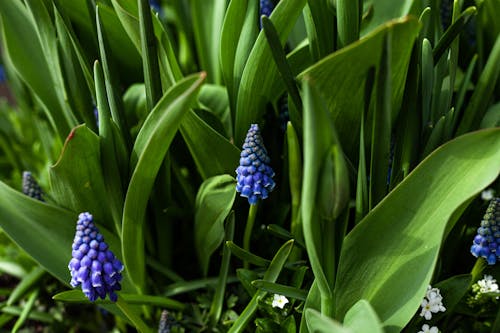 Photo of Blue Flowers Surrounded by Leaves