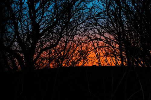 Free stock photo of forest, shadows, sunset Stock Photo