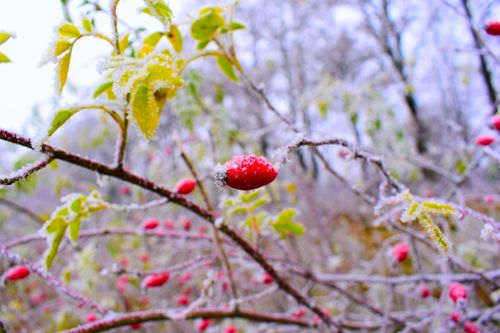 Free stock photo of frost, rose, winter Stock Photo