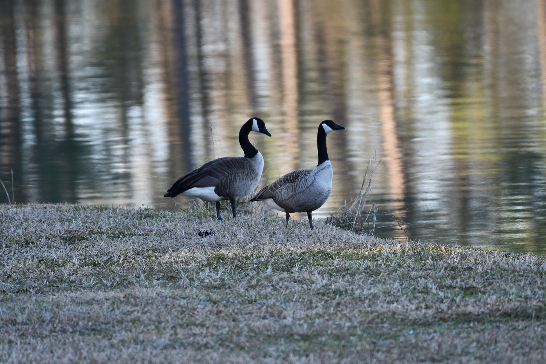 Two Canada geese standing by a peaceful lake with blurred reflections in Diamondhead, Mississippi.