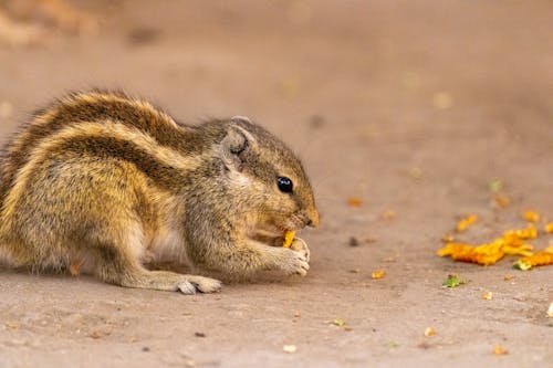 Squirrel on Ground