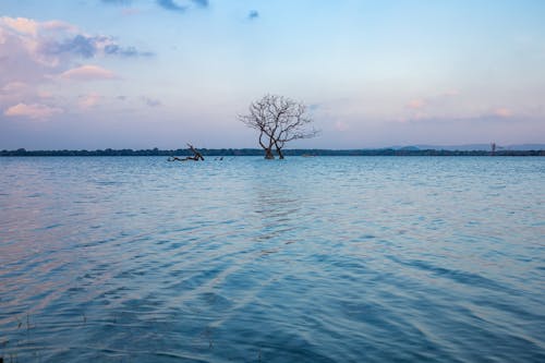 Trees in Lake