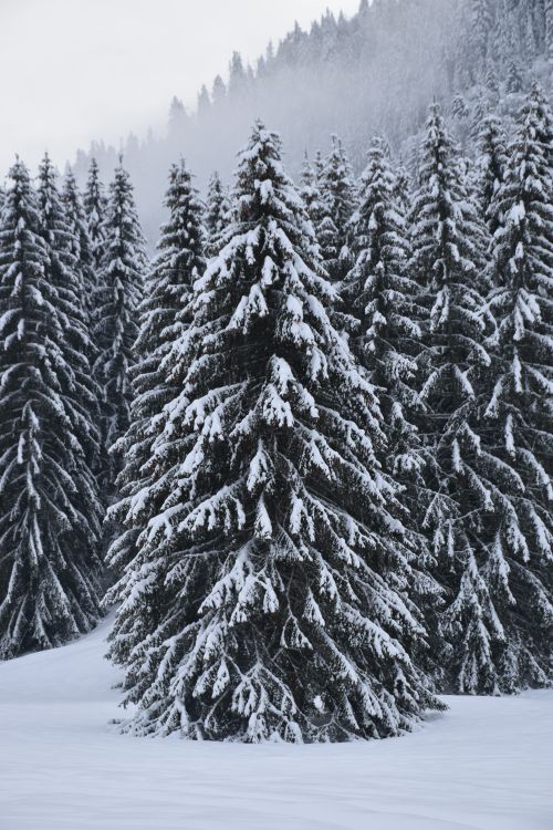Free A serene snowy conifer forest in Bellevaux, France during winter, showcasing nature's tranquil beauty. Stock Photo