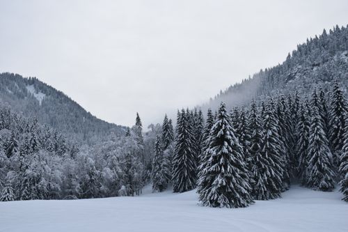 Free Serene winter scene with snow-covered coniferous trees in Bellevaux, France's Auvergne-Rhône-Alpes region. Stock Photo