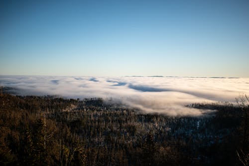 Základová fotografie zdarma na téma jasná modrá obloha, lesní příroda, mraky