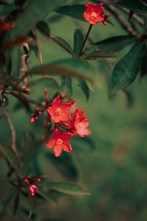 Free Close-up of vivid red flowers blossoming on a branch with lush green leaves. Stock Photo