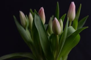 Bunch of delicate pink tulips on dark blue background