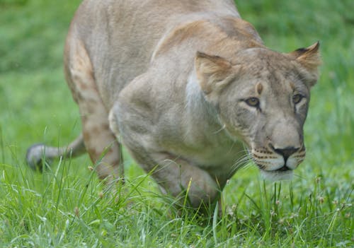 Free stock photo of lion