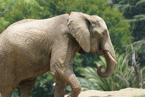 Elephant Walking on the Road