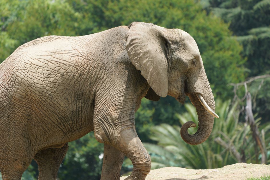 ฟรี คลังภาพถ่ายฟรี ของ loxodonta africana, กลางแจ้ง, การคุ้มครองสัตว์ป่า คลังภาพถ่าย