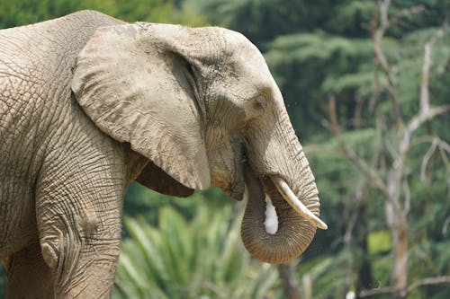 Brown Elephant in Close Up Photography