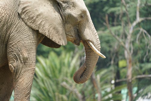 Základová fotografie zdarma na téma slon