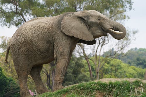 Free An African Elephant Standing on a Hill  Stock Photo