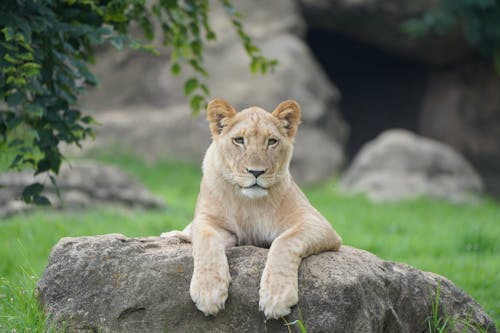Free A Lioness Resting on a Rock Stock Photo