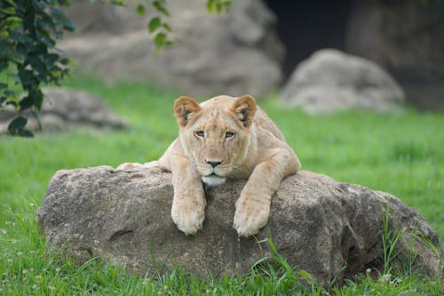 Brown Lioness Lying on Gray Rock