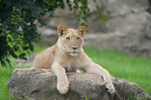 Free A Lioness Lying on a Rock Stock Photo