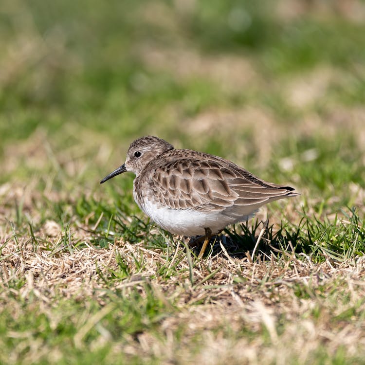 Close-Up Shot Of A Least Sandpiper On The Grass