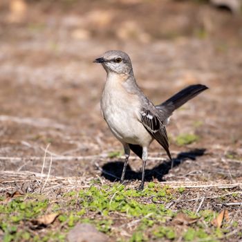 Mockingbird