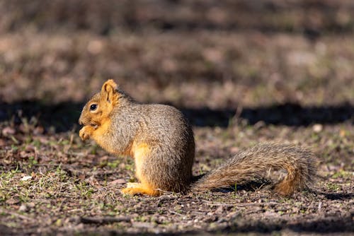 Close-Up Shot of a Squirrel on the Ground