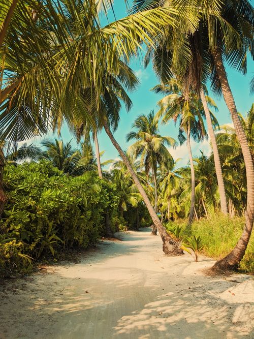 Free Tall tropical trees and bushes with green foliage growing on sand in exotic tropical resort Stock Photo