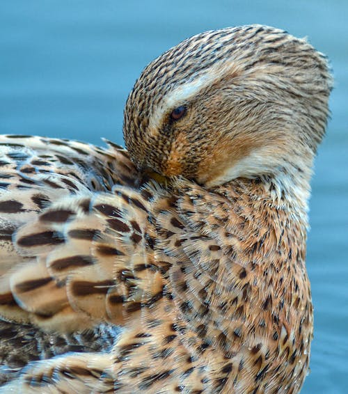 Close-up of a Duck Pecking Itself on the Back of the Neck 