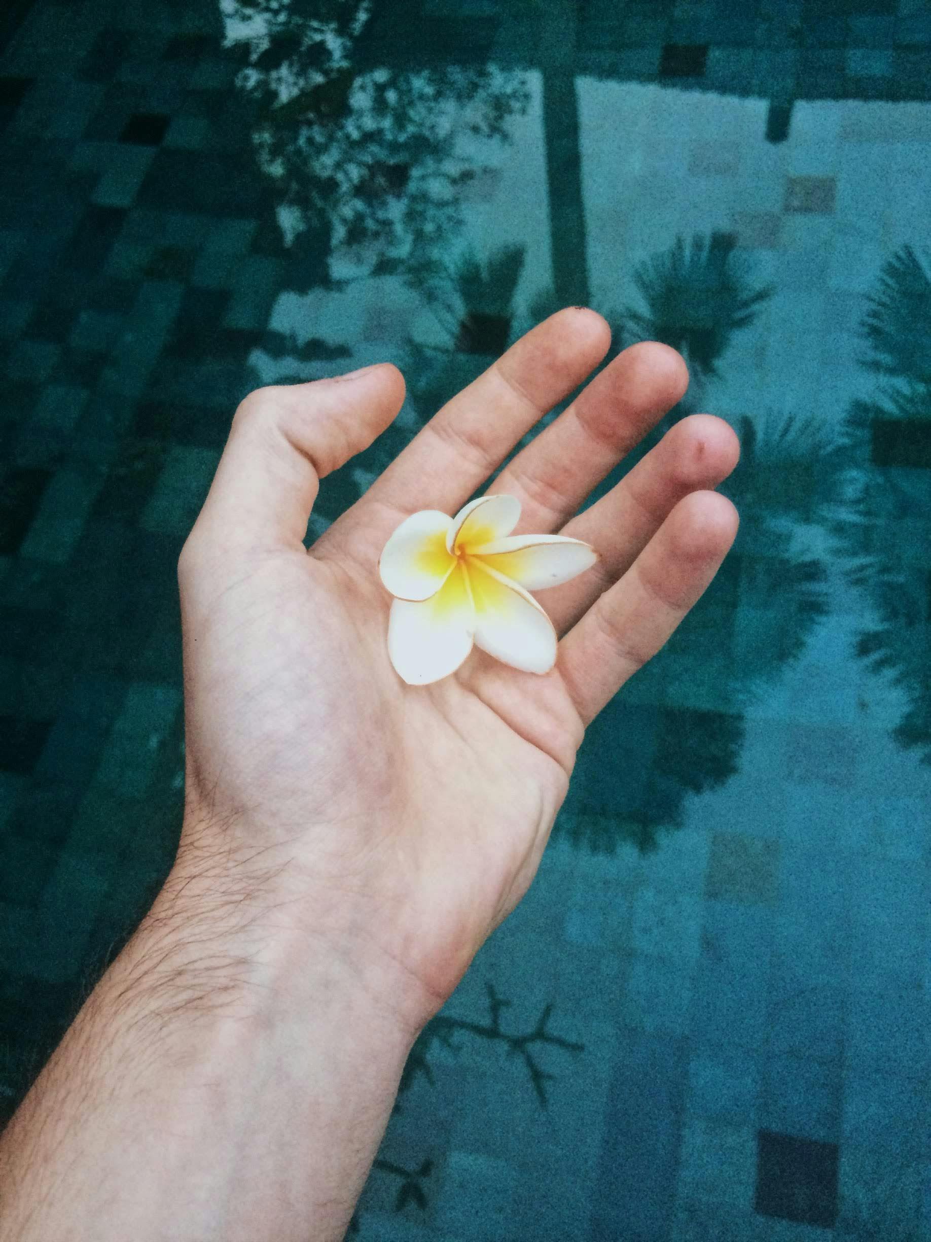 From above of unrecognizable male with gentle plumeria flower with white petals standing near clear swimming pool in tropical resort during summer vacation