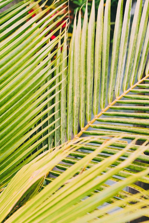 Branches of exotic tree with lush pointed green leaves growing in nature in tropical country on summer day in forest