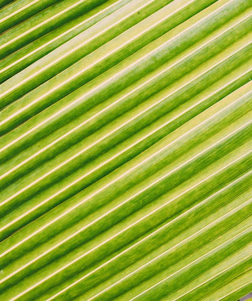 Texture of green exotic palm