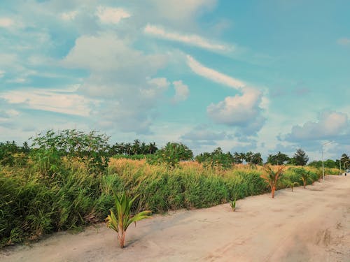 Rural roadway near grassy terrain with lush bushes and green trees growing against cloudy sky in suburb area of countryside