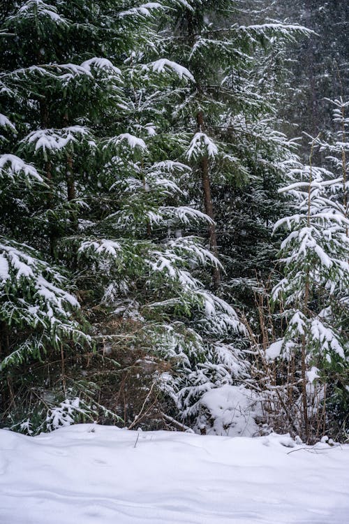 Tall coniferous trees with green branches covered with hoarfrost growing on snowy ground in woods in cold winter day in nature