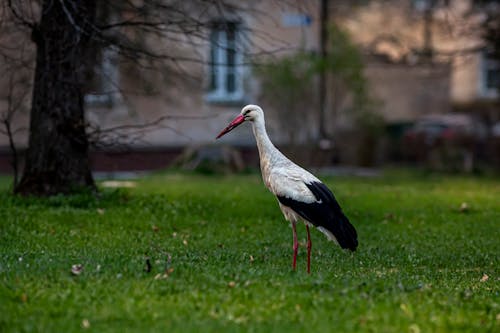 White Stork Standing on Grass