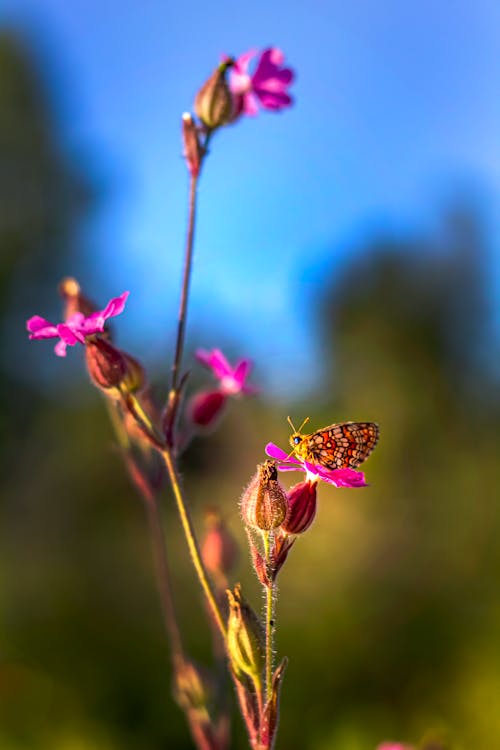 バタフライ, ピンクの花, 共生の無料の写真素材