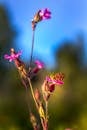 Brown and Black Butterfly Perched on Pink Flower in Close Up Photography