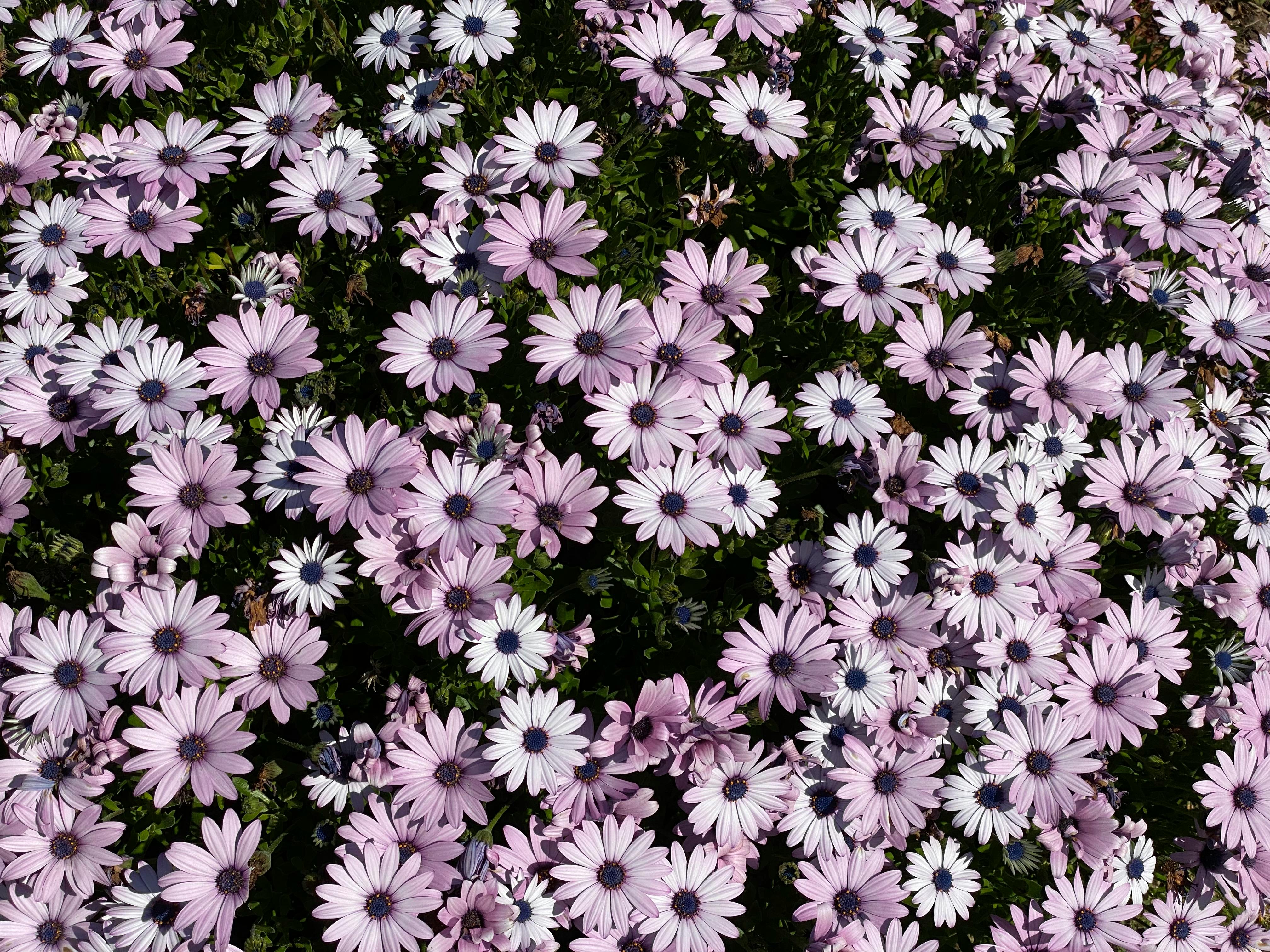 The 9 Best Floral bedding 2026: Review & Comparison