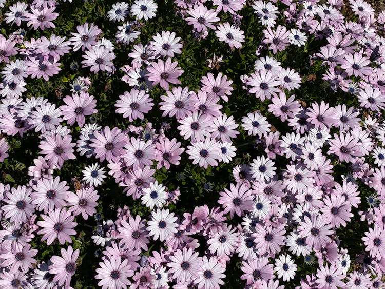 A Bed Of Purple Flowers