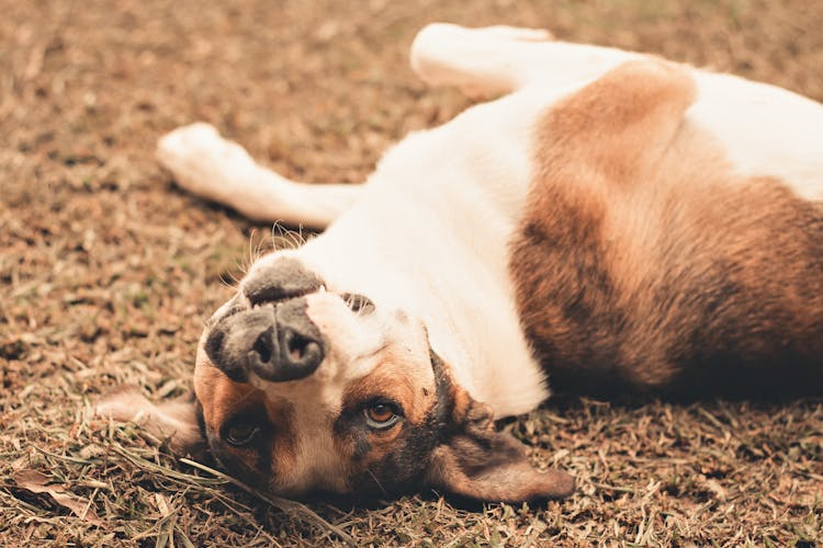 Cute Dog Lying On Ground