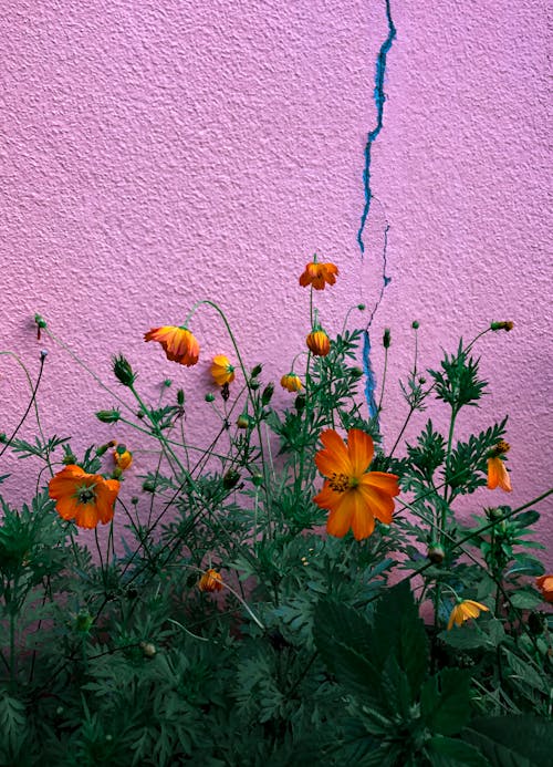 Безкоштовне стокове фото на тему «апельсин, барвистий, квіти»