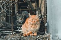 Orange Tabby Cat on Gray Metal Fence