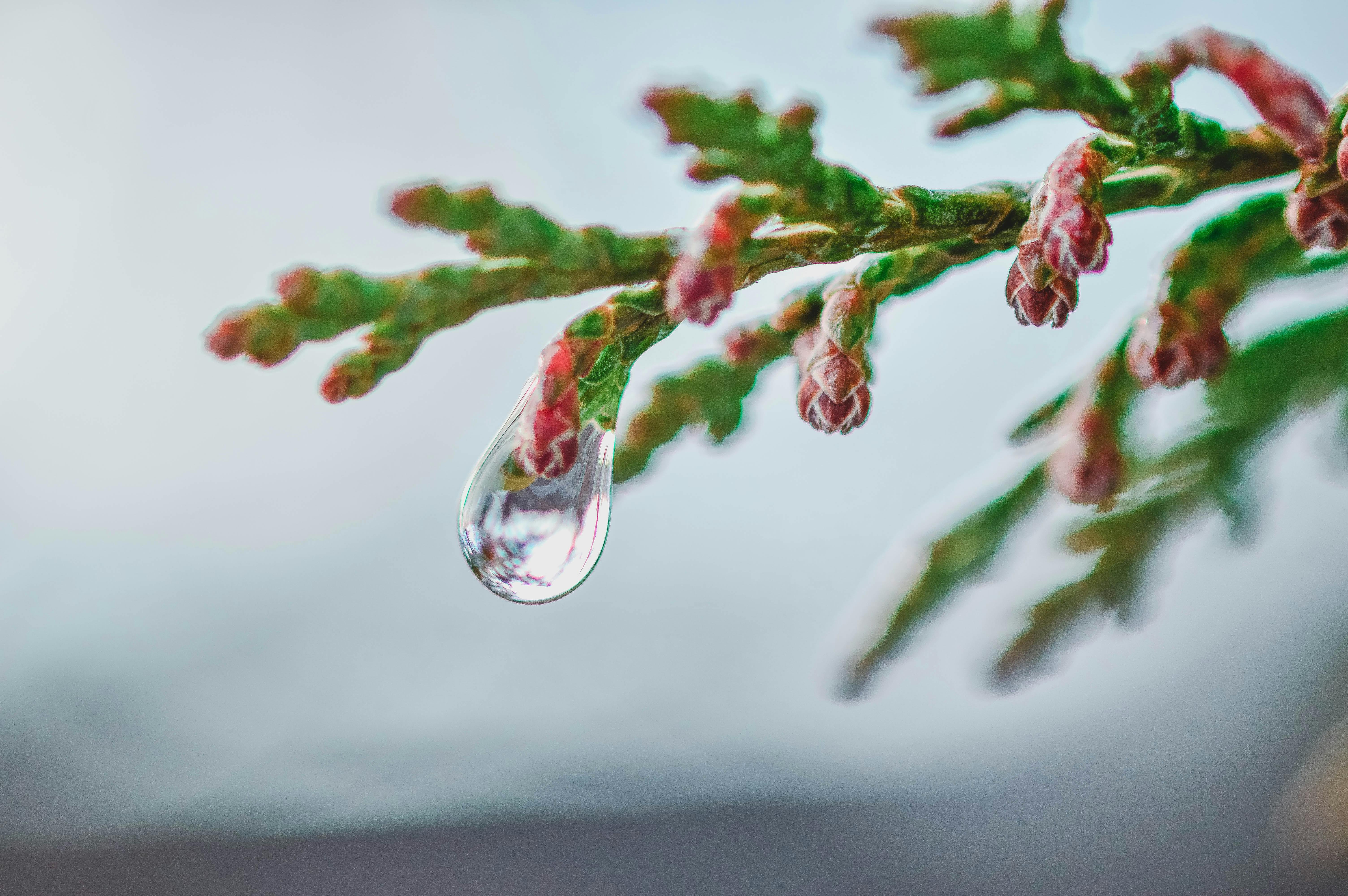Macro shot of a dewdrop on a pine branch captures nature's delicate beauty.