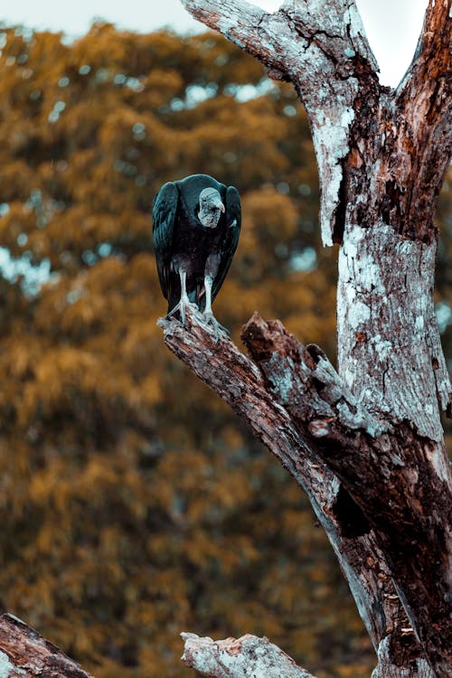 A Vulture Perched on a Tree Branch